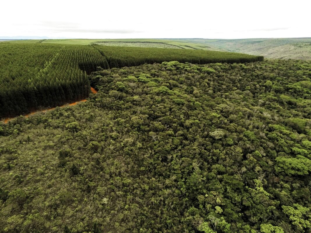 Areas-de-Vegetacao-Nativa-Densa_Divulgacao-AMIF