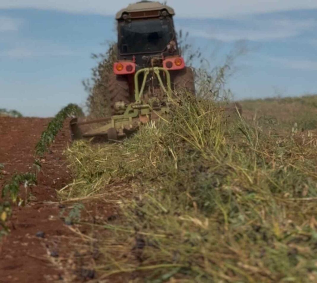 Manejo de plantas de cobertura na entressafra define produtividade futura
