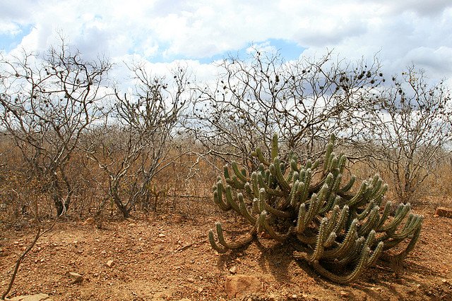 Edital Recaatingar abre R$ 55,2 milhões para projetos na Caatinga