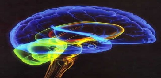 cerebro
